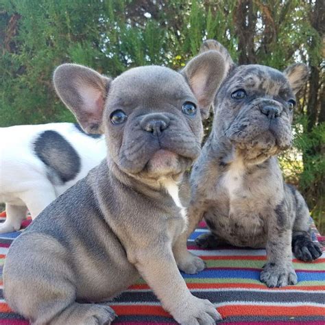 French Bulldog How Many Puppies Do They Have