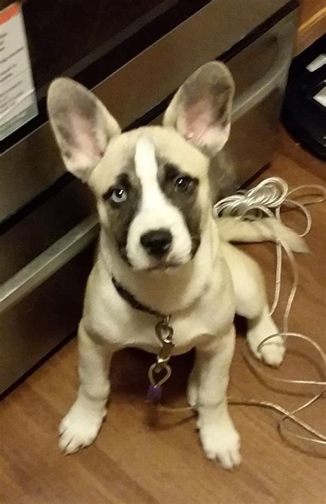French Bulldog Husky Mix Puppies For Sale