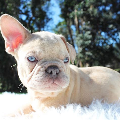 French Bulldog Mix Puppies For Adoption