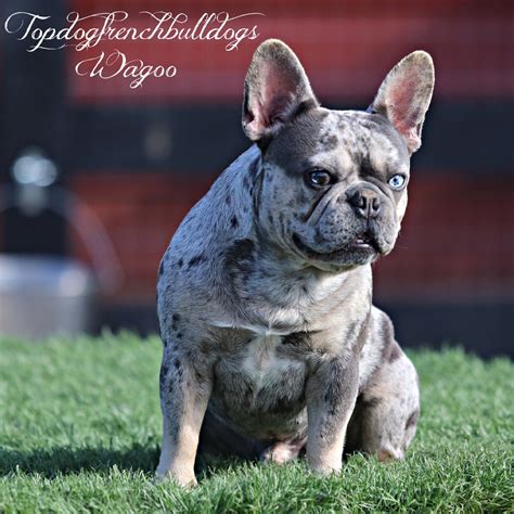 French Bulldog Mix Puppies For Sale Oregon