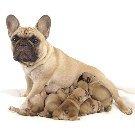 French Bulldog Mom And Puppies