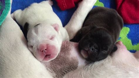 French Bulldog Newborn Puppy Care
