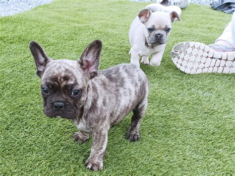 French Bulldog Pedigree Puppies For Sale