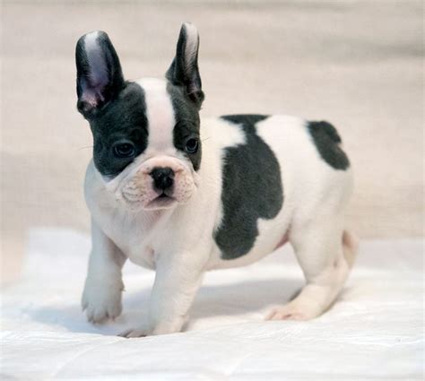 French Bulldog Pied Puppies