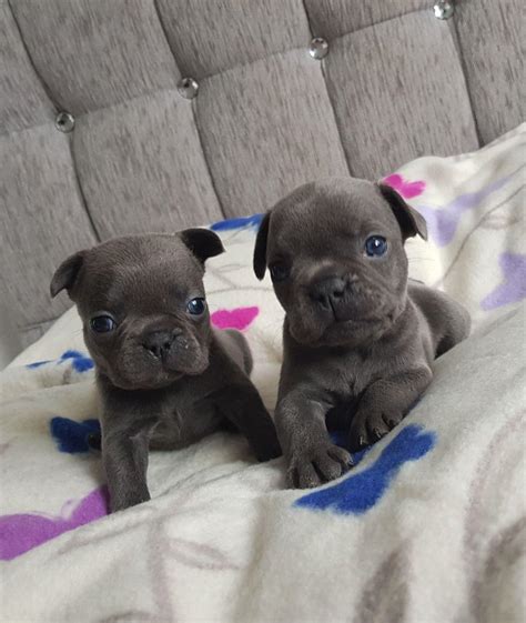 French Bulldog Poodle Puppies For Sale