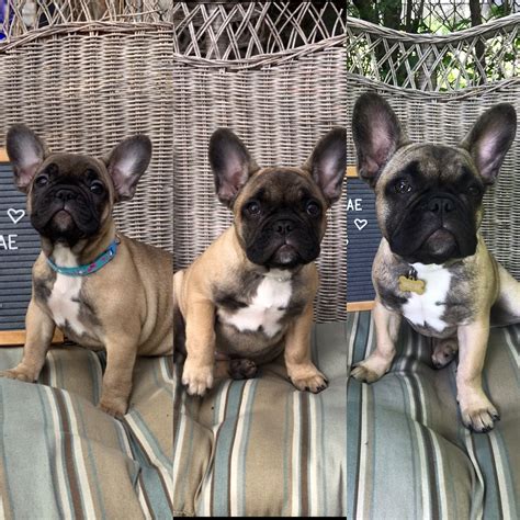 French Bulldog Puppies 10 Weeks Old