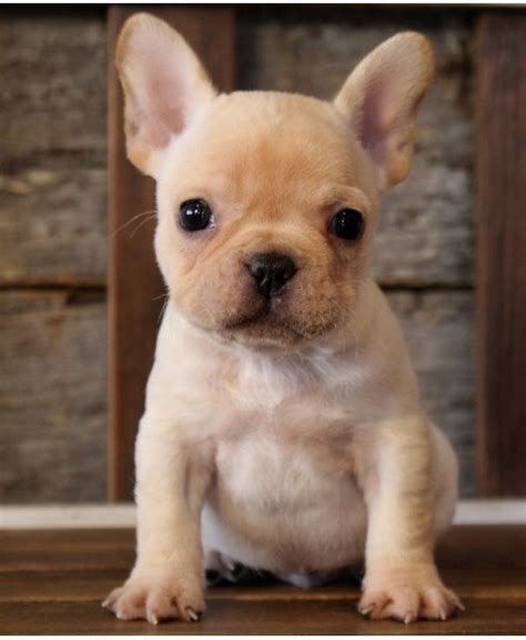 French Bulldog Puppies 12 Weeks Old