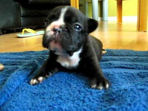 French Bulldog Puppies 3 Weeks Old