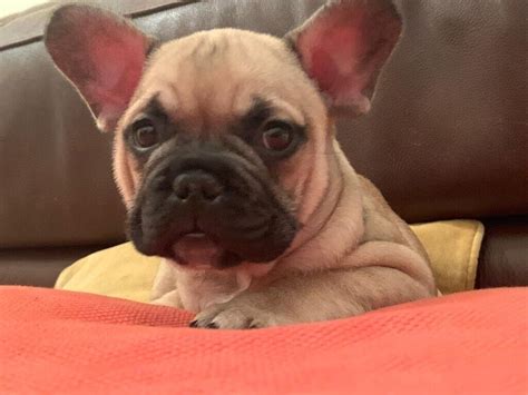 French Bulldog Puppies 9 Weeks Old