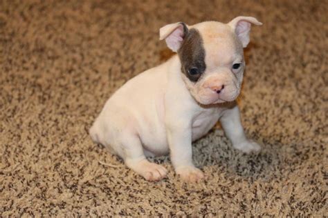 French Bulldog Puppies Auckland