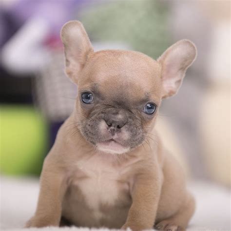 French Bulldog Puppies Available Near Me