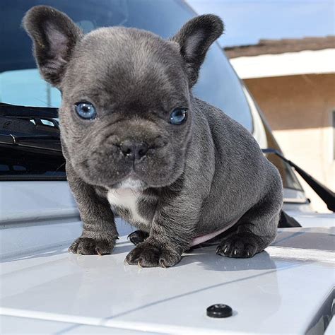 French Bulldog Puppies Chicago For Sale