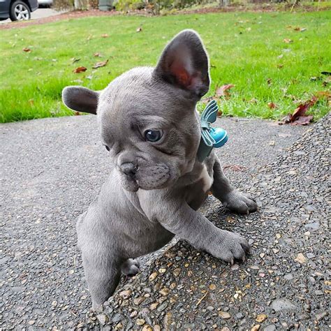 French Bulldog Puppies Classifieds