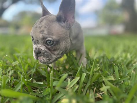 French Bulldog Puppies Clearwater Fl