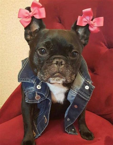 French Bulldog Puppies Dressed Up