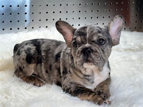 French Bulldog Puppies El Paso Tx