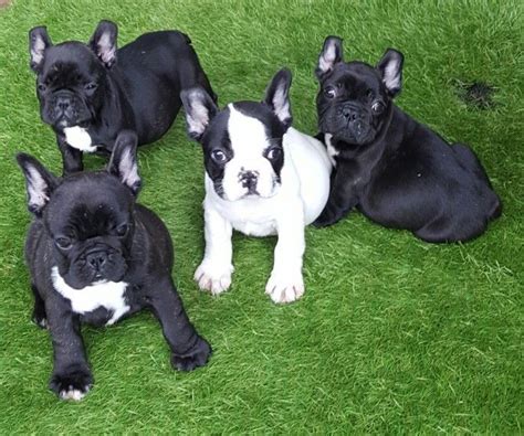 French Bulldog Puppies Erie Pa