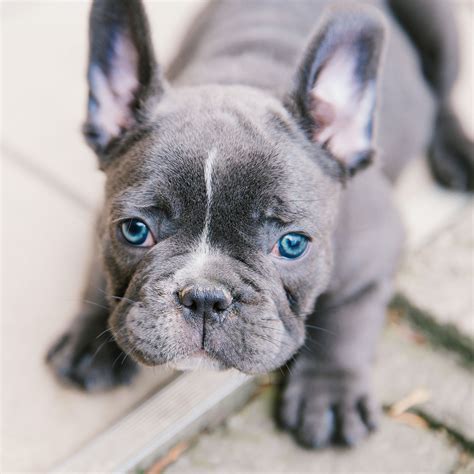 French Bulldog Puppies Eyes