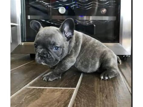 French Bulldog Puppies Fairfield County Ct
