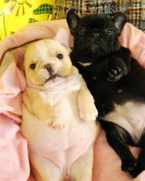 French Bulldog Puppies Fat