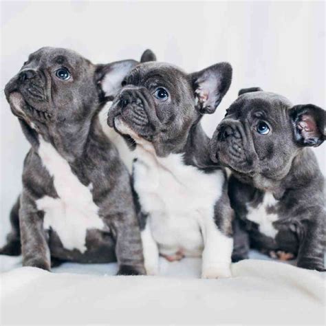 French Bulldog Puppies Fayetteville Ar
