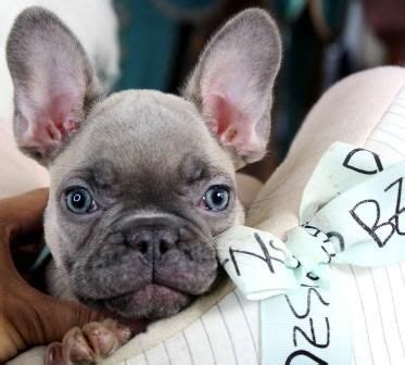 French Bulldog Puppies Financing Available