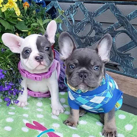 French Bulldog Puppies For Adoption Chicago