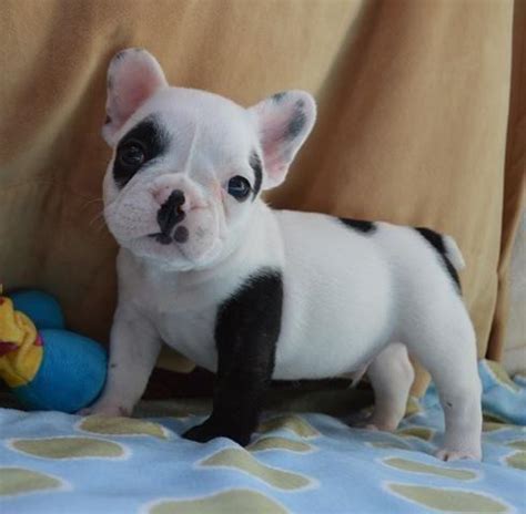French Bulldog Puppies For Adoption In California