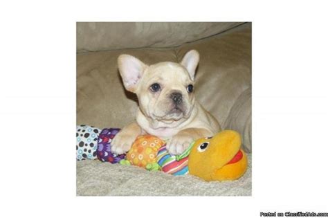 French Bulldog Puppies For Adoption In Nc