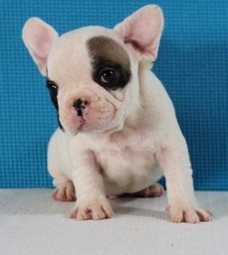French Bulldog Puppies For Adoption In Nj