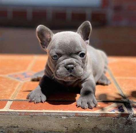 French Bulldog Puppies For Rehoming