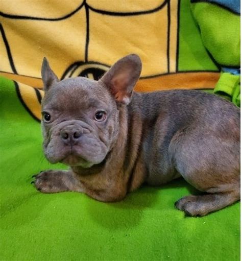 French Bulldog Puppies For Sale Albany Ny