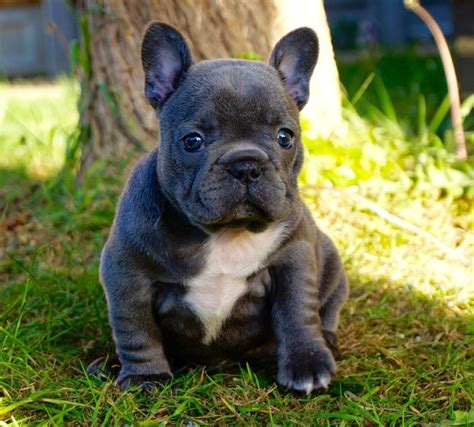 French Bulldog Puppies For Sale Alpharetta Ga