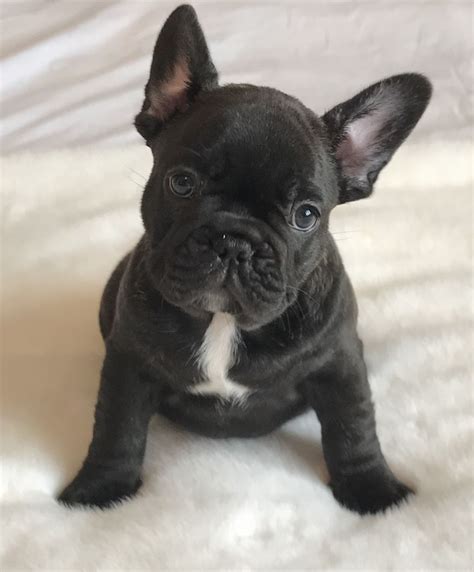 French Bulldog Puppies For Sale Arkansas
