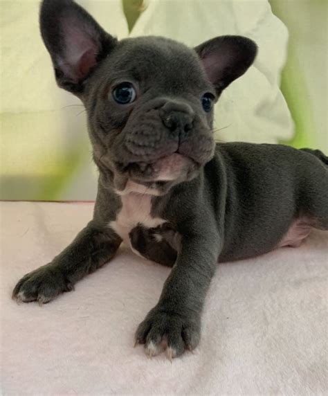 French Bulldog Puppies For Sale Austin