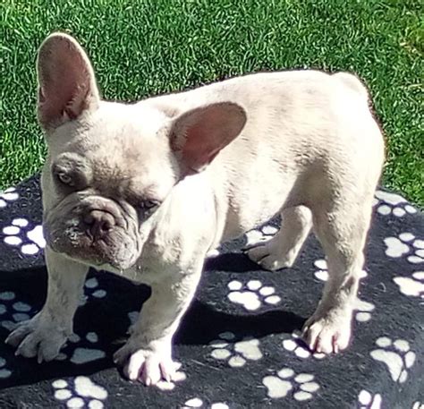 French Bulldog Puppies For Sale Bakersfield Ca