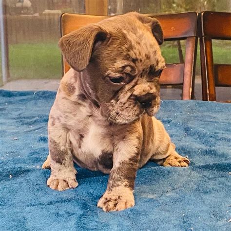 French Bulldog Puppies For Sale Baton Rouge