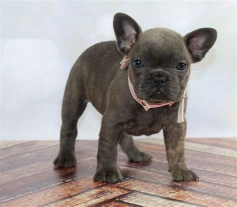French Bulldog Puppies For Sale Billings Mt