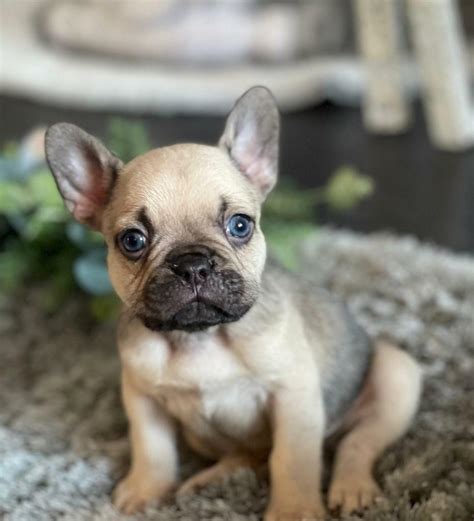 French Bulldog Puppies For Sale Birmingham