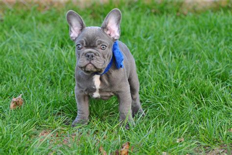 French Bulldog Puppies For Sale Boston
