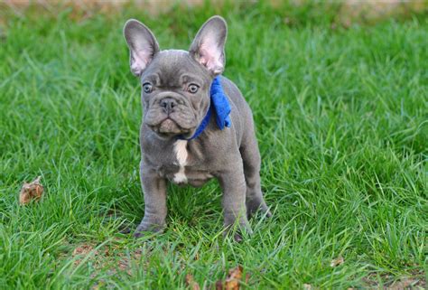 French Bulldog Puppies For Sale Boston Ma