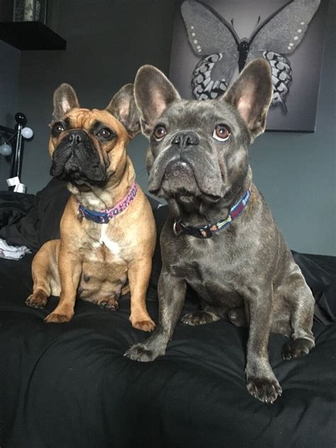 French Bulldog Puppies For Sale Cardiff
