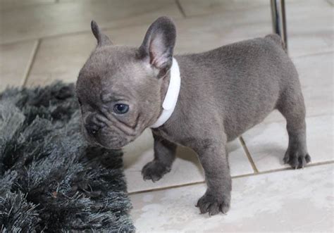 French Bulldog Puppies For Sale Charleston Sc