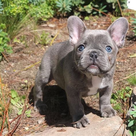 French Bulldog Puppies For Sale Charlotte Nc