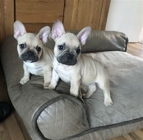 French Bulldog Puppies For Sale Cleveland Ohio