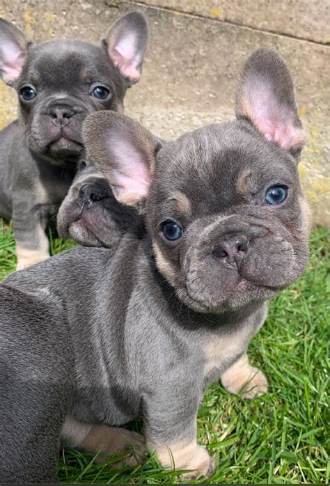 French Bulldog Puppies For Sale Colorado Springs