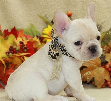 French Bulldog Puppies For Sale Dallas Tx
