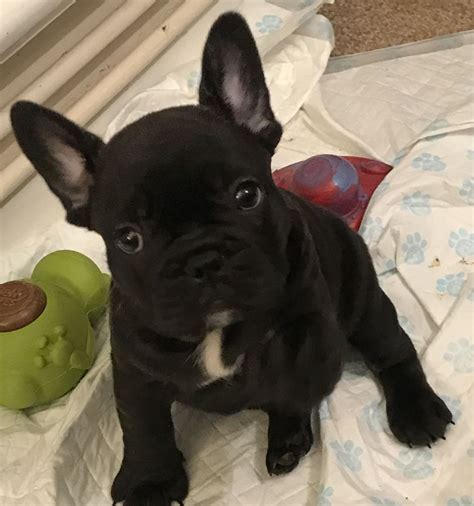 French Bulldog Puppies For Sale Denver