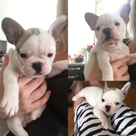 French Bulldog Puppies For Sale Des Moines