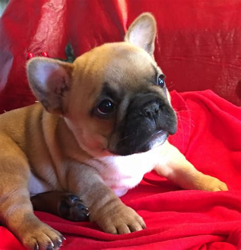 French Bulldog Puppies For Sale East Texas